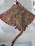 흑산도홍어 한마리 7kg-8kg : 신안군흑산수협38번중매인