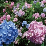 수국/엔들레스썸머 오리지날/7치화분/묘목/d0417 : 카카호호1