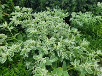 설악초씨앗 30립 / 야광초 월광초 종자 꽃씨몰 Euphorbia marginata : 주주씨앗