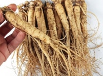 국내산 금산 인삼 수삼 250g (10-14뿌리) 고려인삼 세척수삼 : 금산인삼시장센터