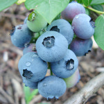 [생과] 무농약인증 새콤달콤 블루베리1kg_특품(16mm이상_대과)_국산,전남해남 : 온가족