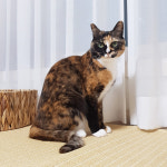 사각형(100x150cm)_아담데코 반디 펫러그 강아지 고양이 여름 매트 : 헤이루프