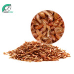 미미네가든 고운물 천연건조 민물옆새우 감마루스 대 : 미미네가든