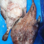 [대전 중구 배달] 살이 오른 냉동 아귀 대 1마리 [태평 대양수산] : 동네시장 장보기