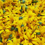 선운산 아담꽃차 뚱딴지꽃차 7g : 산지직송 직판장