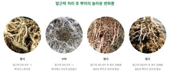 발근력 2L 뿌리활착발근제 : 미래로팜