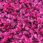 선운산 아담꽃차 꽃도화꽃차 5g : 산지직송 직판장