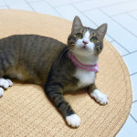 원형(100cm)_아담데코 반디 펫러그 강아지 고양이 여름 매트 : 헤이루프