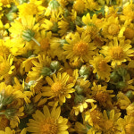 선운산 아담꽃차 감국화꽃차 8g : 산지직송 직판장