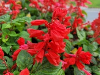 사루비아 씨앗 100립 / 사루비아종자 salvia 샐비어 깨꽃 약불꽃 서미초 꽃씨 : 주주씨앗