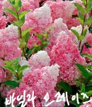 목수국(바닐라프레이즈) 묘목 60~80cm  3그루 1세트 : 무등산수국농원