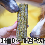 대형견 치석 대형견개껌 대형껌 이갈이 빅본 밀크, 100g, 1개 : 펫앤아이