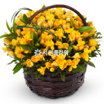 후리지아혼합바구니 꽃바구니 전국꽃배달 당일 생일 기념일 이벤트 출산 서프라이즈 서민플라워 : 서민플라워