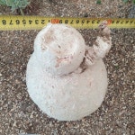 아데니아 라세모사 단품 Adenia racemosa 다육 아프리카식물 다육식물 수입다육 관상용 선인장 미니선인장 플랜테리어 : 수암다육농장