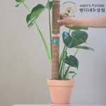 수태봉 1m 코코봉 몬스테라 식물지지대 코코넛봉 : 앤디네 상점