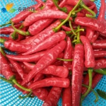 송광조청고추장 1kg 국산원재료 100% 달달한고추장 : 농업회사법인순천송광주식회사