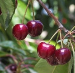 체리나무 묘목 중묘 10주묶음 러시아8호 / 라핀스 대목 강산16호 서울농원 : 서울 농원