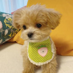 보리의하루 도그빕 땡땡이 토끼와딸기 강아지 고양이 애견 애묘 반려견 턱받이 케이프(2 color) : 보리의하루