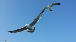 [후포항출발]울릉도 독도여행 1박2일  패키지 : 울릉도.독도심층수