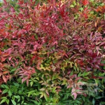 남천 17cm화분 왜성남천 트왈라이트 레몬엔라임 바위남천 제블리드 : 세종식물원