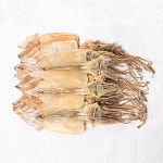 동해 울진산오징어 1축(20마리) 1.5kg : 바다 건어물