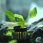 미미네가든 고운물 에키노도루 레드 플레임 1포트 (포트수초 예쁜수초) : 미미네가든