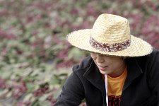 천년초즙 / 선인장즙/ 1개월분 60포 : 자꾸커 천년초농장