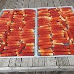 건강한 간식용 순수 국내산 팝콘옥수수 500g : 무르실 고추마을