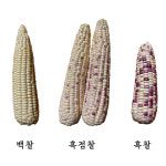 강원도 햇옥수수 찰옥수수 백찰 흑점찰 흑찰 개당 판매 : 청지원