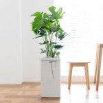 몬스테라 개업화분 개원 축하 이전 오픈 카페 사무실 병원 배달 선물 학원 미용실 식당 : 부암동가든