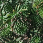 와송 천년농원 친환경 무농약 와송 (냉동) 3kg : 와송천년농원