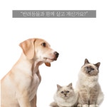 강아지발소독 펫케어물티슈 몸닦는물티슈 강아지바디티슈 고양이바디 피톤치드 저자극 대량구매 : 굿.모닝글로리