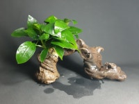 판매완료 물숲터널 : 물숲