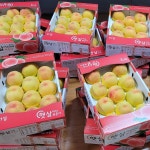 황도 복숭아4kg 크기다양/   GAP인증  햇살어린복숭아 의성복숭아 : 선도농원