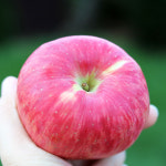 의성 당도선별사과 중대과4kg(14~16입)/BFK : 발자노푸드코리아