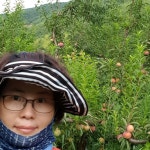 가을자두 새미골농원 추희자두 4.5kg : 새미골농원