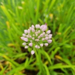 두메부추 모종(8cm) 분홍꽃 부추 : 자연담은 야생화