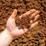 전남 무안 황토밭 유기농 달수고구마 3kg 5kg 10kg : 코리아빠