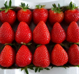 논산 설향 별이네딸기농장 생딸기 1kg : 별이네딸기농장