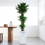 황금죽 개업화분 개원 축하 이전 오픈 카페 사무실 병원 배달 선물 학원 미용실 식당 대형 : 부암동가든