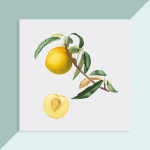 vege_fruit_016 빈티지 과일,채소그림 세미액자 시리즈 (6x6/8x8) : 디자인바운스