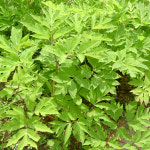 볶은 천궁 분말 참당귀 : 와글농장