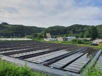 우렁이 논고둥 논우렁 자숙논우렁 청정 임실 국내산 1kg 손질우렁살 실중량 700g 우렁강된장 우렁쌈밥 : 옥자SEA