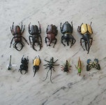 곤충 모형 피규어 : 아이나라에듀