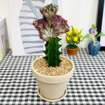 와이키키 농장 춘봉철화금 선인장 춘봉선인장 크림토분완성품 전자파차단 : 와이키키 농장