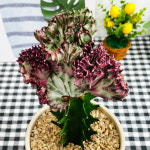 와이키키 농장 춘봉철화금 선인장 춘봉선인장 크림토분완성품 전자파차단 : 와이키키 농장