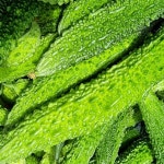 해남참농원 국산무농약건여주 100g : 해남참농원