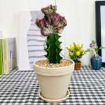 와이키키 농장 춘봉철화금 선인장 춘봉선인장 크림토분완성품 전자파차단 : 와이키키 농장