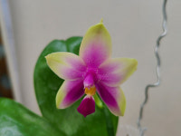 호접원종.SG916번.P Samela+P LD Berr Queen .실생.(예쁜크림색핑크중앙립술색).고급종.상태굿.귀한품종.아주좋은 향기가 끝내줍니다.... 