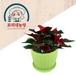 [포리네농장] 포인세티아 쌍떡잎식물 키우기 키트 (11-12월) / 그린스마트 미래학교 : 아인몰